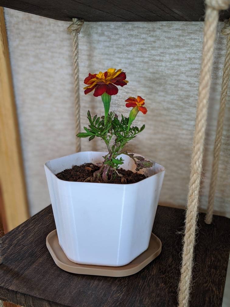 Small Flower Pot | Hex Shape | ~0.3 gallons